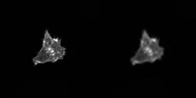 ../../_images/actin_average_filter.png