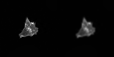 ../../_images/actin_gaussian_filter.png